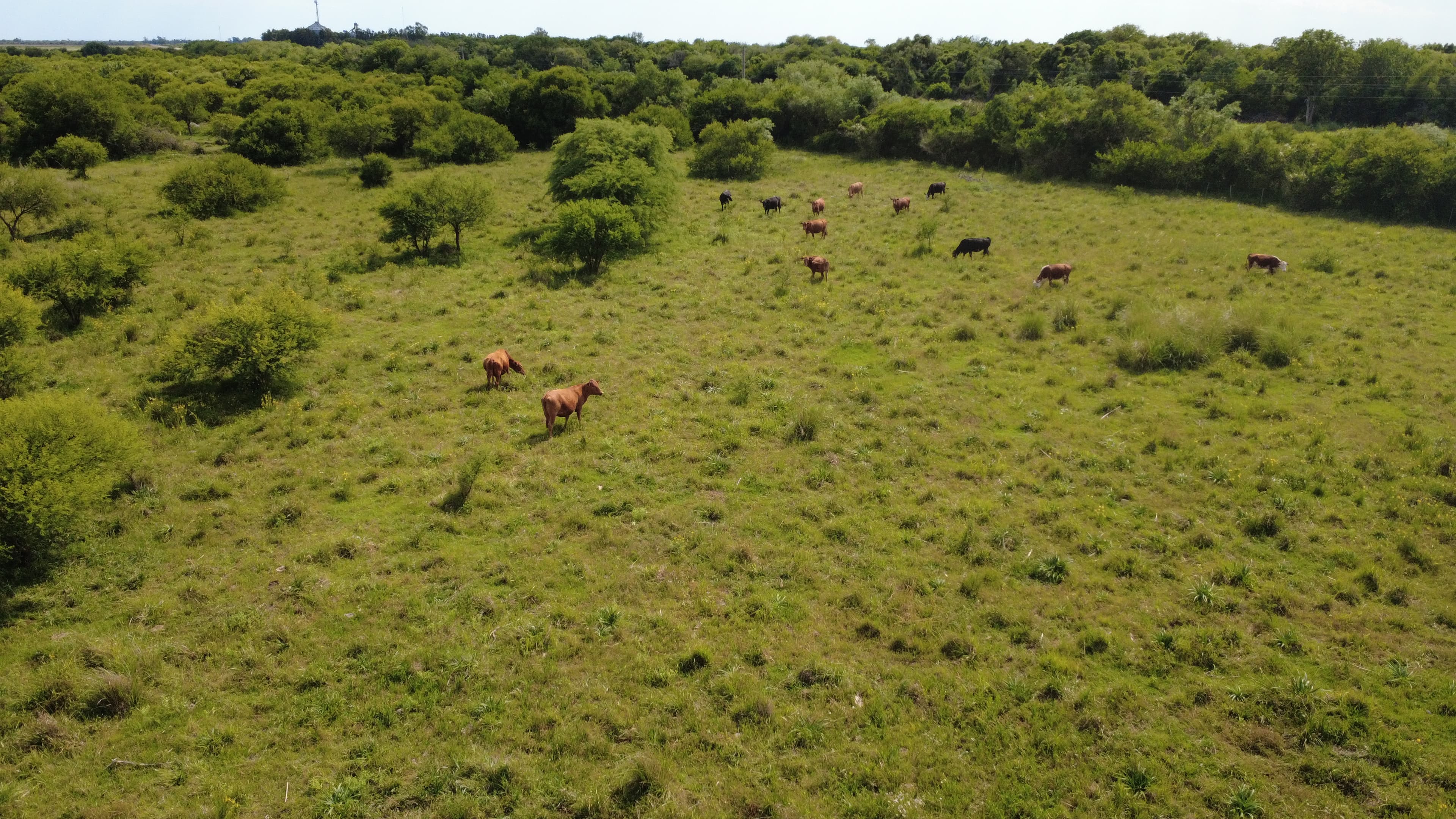 Colonia Teresa foto 2