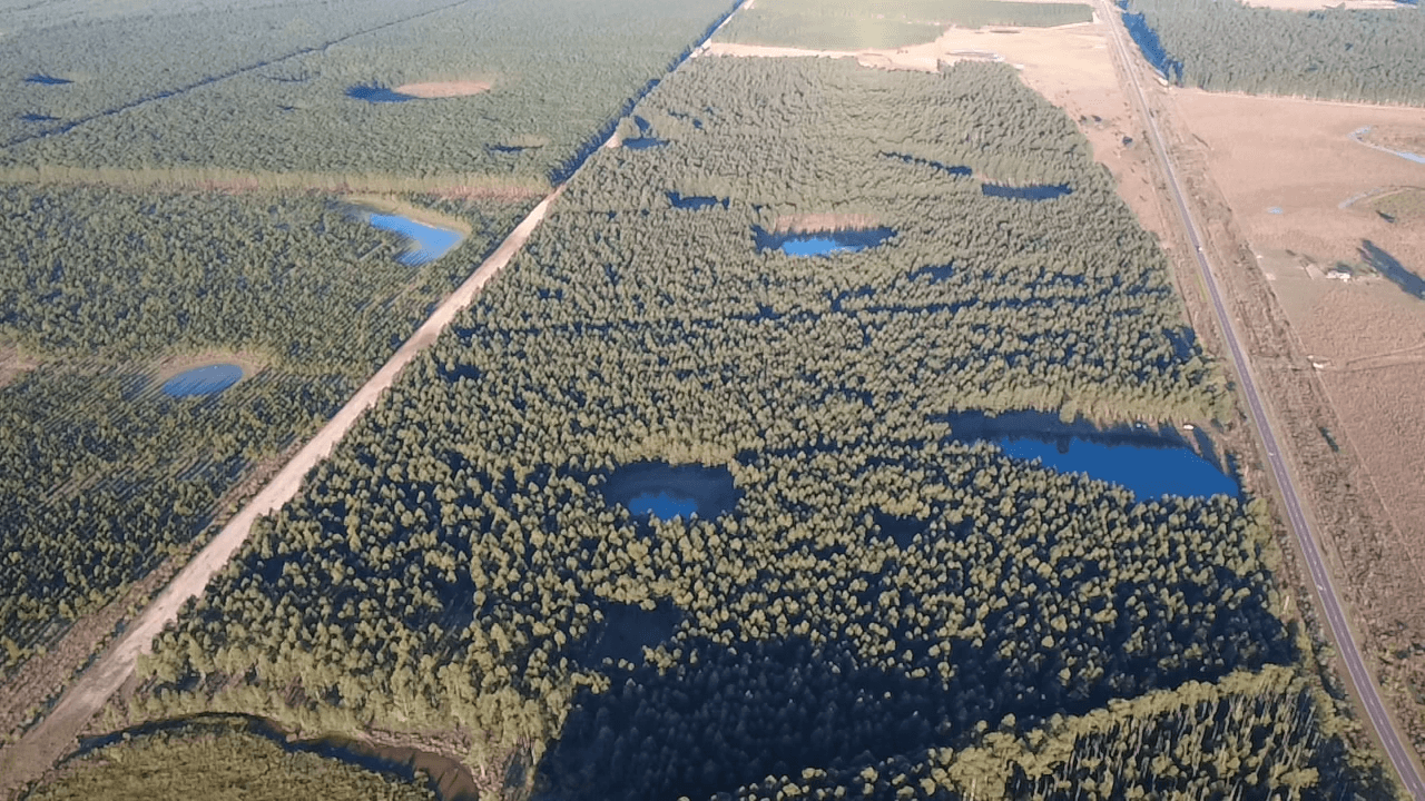 Forestal Chavarría 1