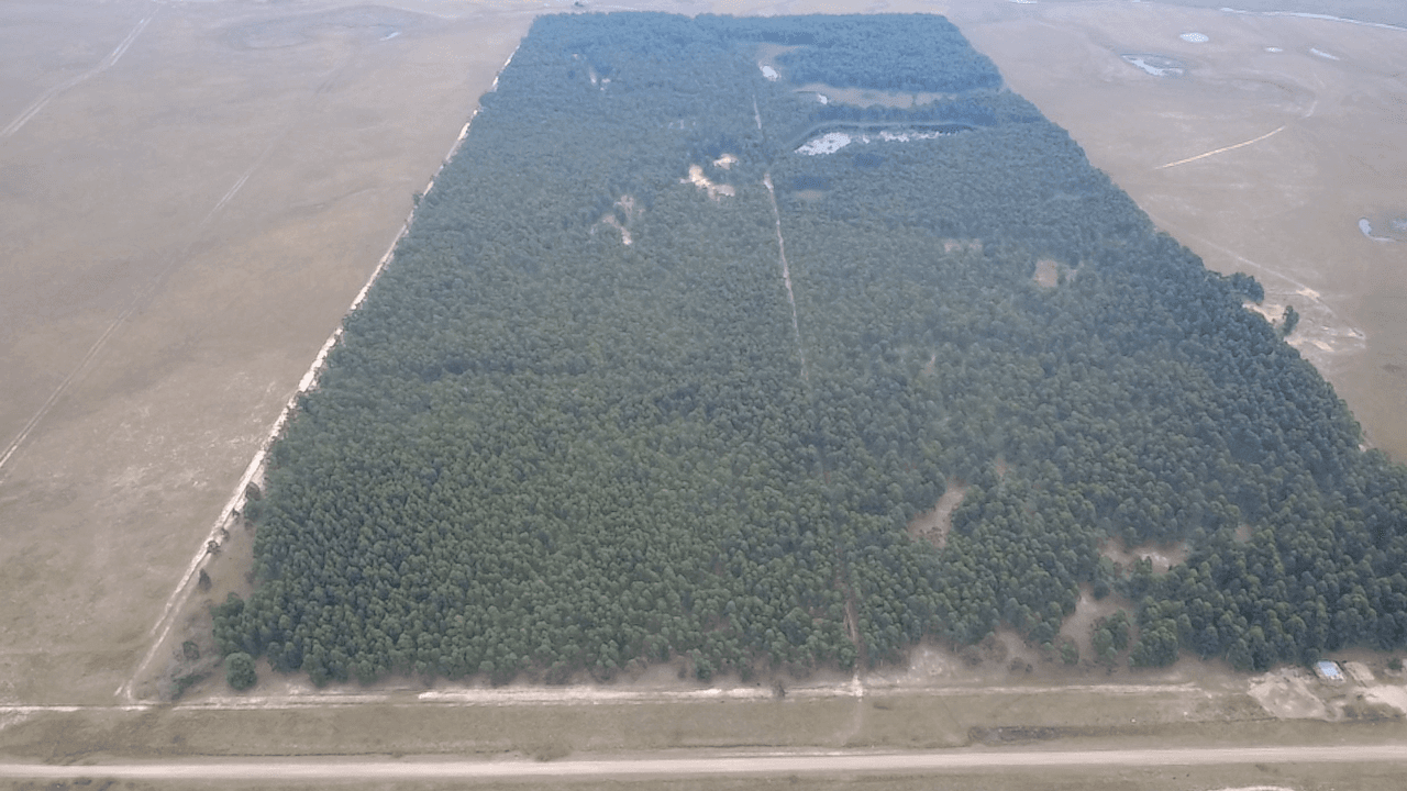 Forestal Chavarría 2